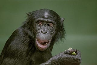 Want To Topple the Patriarchy? Learn From Female Bonobos.