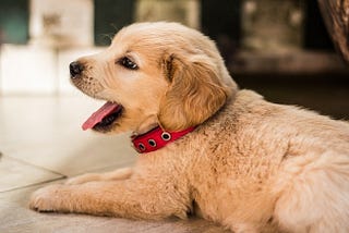 How to teach a dog to diaper — useful tricks and tips
