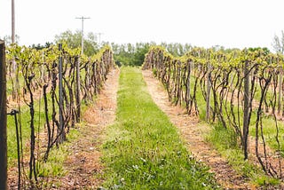 MDARD Director, Lawmakers Visit Allegan County Wineries During ‘Michigan Wine Month’