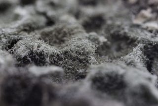Black Mold in your Home