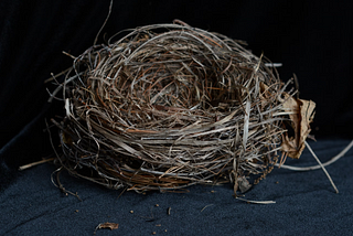 An old bird’s nest