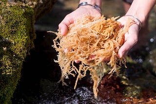 Why you should be taking sea moss