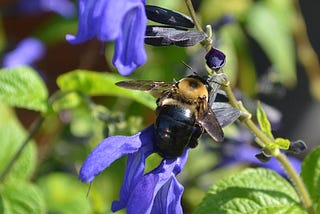 Carpenter bee on a salvia (sage).