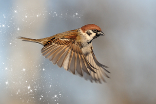 Sparrow Magic