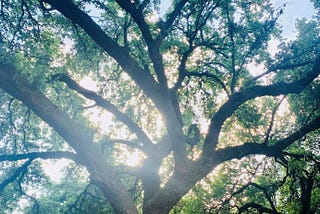 A sprawling oak tree reaches up to greet the warm summer rays against a blue sky in the height of summer. If you squint, you are transported their, the sun caressing your face.
