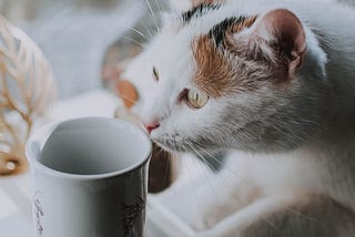 Cats, milk & lactose intolerance, the answer to this question: