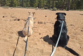 a yellow and a black dog sitting in the sand, looking toward the forest
