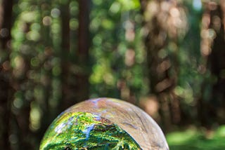 Photographing Muir Woods with a Crystal Ball