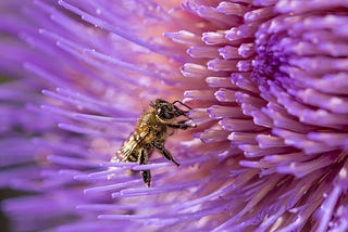 honey bees and heat