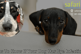 How To Know If Your Dog Has Eye Infection?