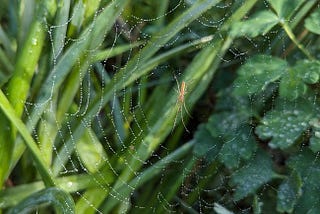 Spider in a dew covered web in the garden.