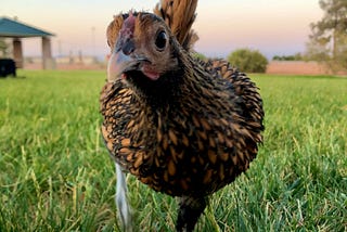 Is It Wrong To Have An Indoor Pet Chicken?