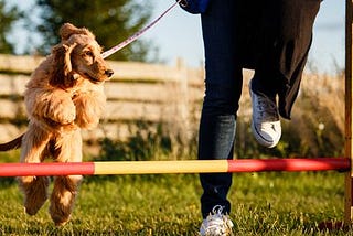 Loose Leash Walking: Training Your Dog Not to Pull