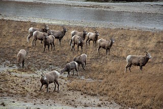 When Herd Immunity Meets Thinning the Herd