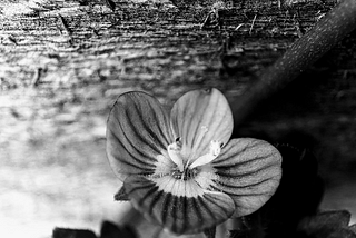 A micro black and white photo of a flower with four petals and a wooden board behind it.
