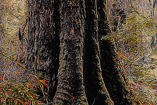 Gnarled, buttressed trunk of a giant tree (Mountain Ash) in the forest.