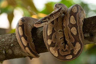 What You Might Not Know About Snakes