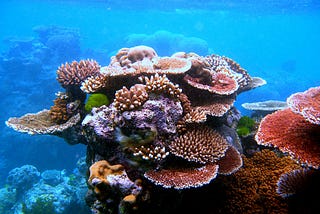 Mutated Corals