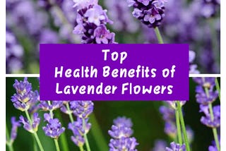 Top Health Benefits of Lavender Flowers