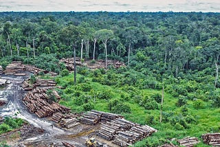 Illegal Logging: From Forest to Flooring