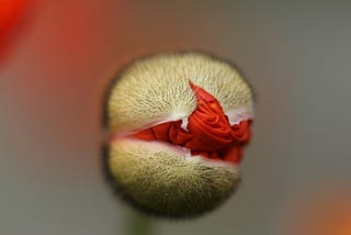The bud of a red flower just being revealed through the casing.