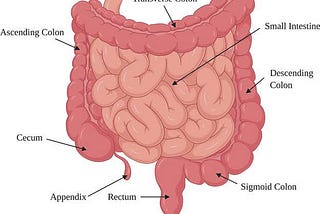 AORTIC PLEXUS EXPLAINED