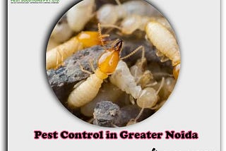 Pest Control in Greater Noida