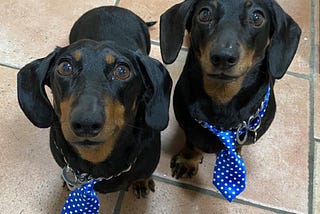 Monty and Basil’s Big Hilltop Adventure