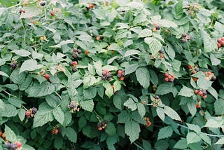 Harvesting Raspberries in a Collectivist Culture