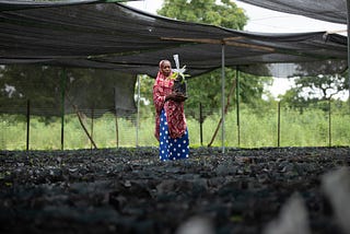 Green Guardians of Africa: Protecting Trees for a Sustainable Future