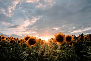 A field of sunflowers at sundown, with clouds overhead. The sun peeks between clouds and flowers, sending out golden rays.