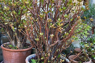 Crassula ovata: Plant of Luck and Legacy is more commonly known as Jade Plant, Money Plant, or even…