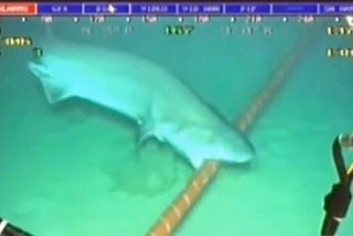 ⚓️🦈 What do Sharks and Subsea Cables Have in Common?
