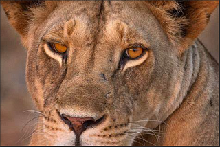 The Eyes of a Lioness