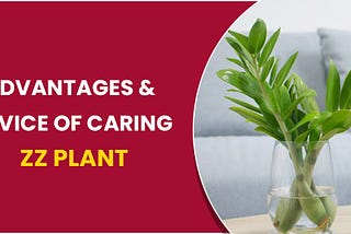 Benefits and Advice of Caring ZZ Plant