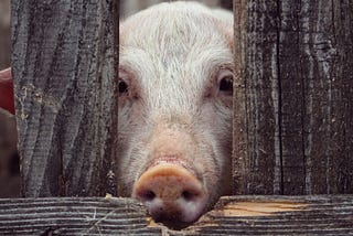 Cory Booker Reintroduced a Bill That Would Phase Out Factory Farming