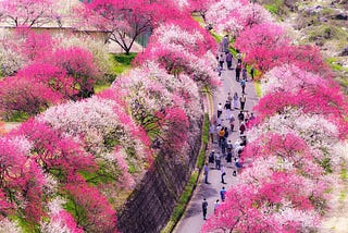 Not Just Sakura: Your Guide to Japan’s Other Spring Blossoms