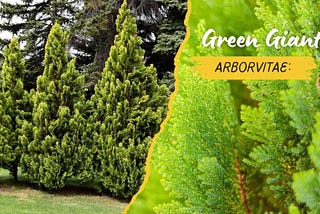 Green Giant Arborvitae: The Majestic Guardian of Your Garden