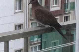 The Little Dove
