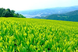 Light & Deep steamed Sencha