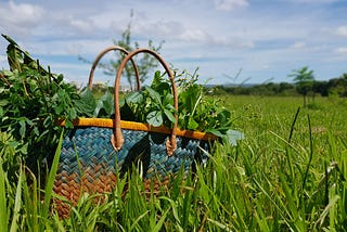 Alimentação ecológica: uma revolução gentil