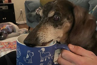 A black and tan dachshund licks a coffee mug.