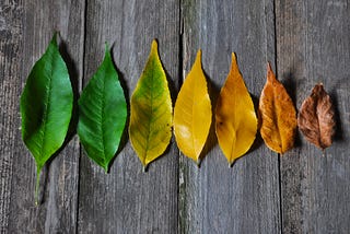 What can the life cycle of a leaf teach us about leadership?