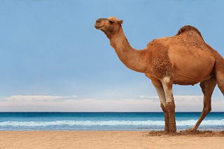 camelCasing acronyms — no single good solution. Or is there?
