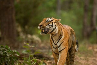 Explore Ranthambore’s Tigers: A Wild Adventure Awaits You!