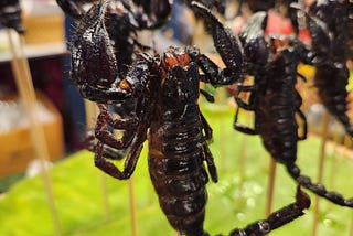 Caterpillars, Scorpions, Frogs, Oh My!