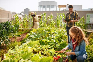 Friendly team harvesting fresh vegetables from the rooftop greenhouse garden and planning harvest season on a digital tablet