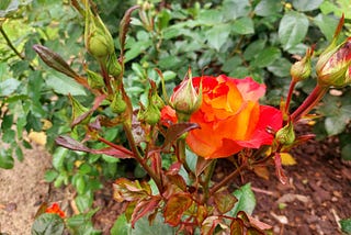Does the world need the “thorns” of the rose?