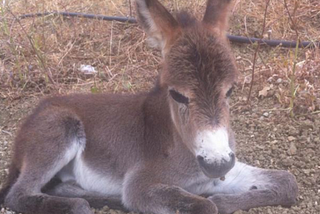 Blackberry the Donkey