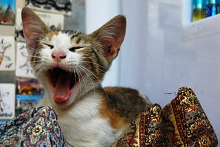 Funny little cat who looks like she’s talking